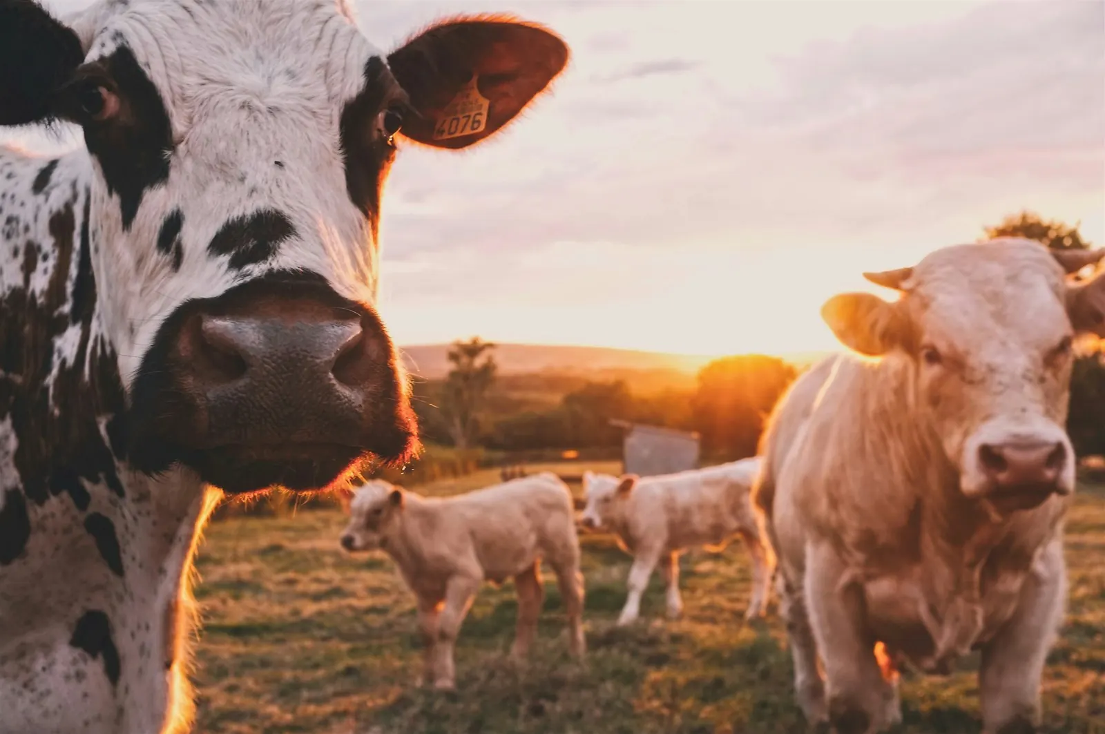 Prorrogação e renegociação do crédito rural
